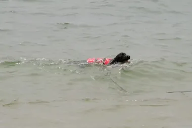 Dr Harry teaches a water-loving dog to come back when called
