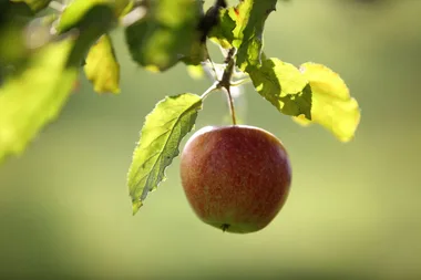 The curse of the fruit tree: biennial bearing