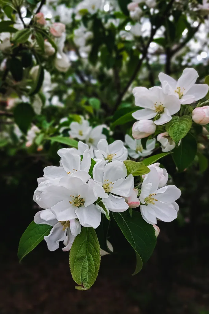 fruit-tree-biennial-bearing
