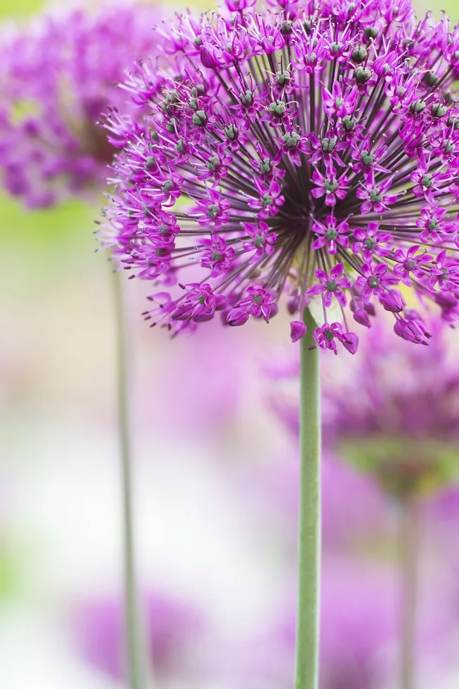 allium mozzie plant