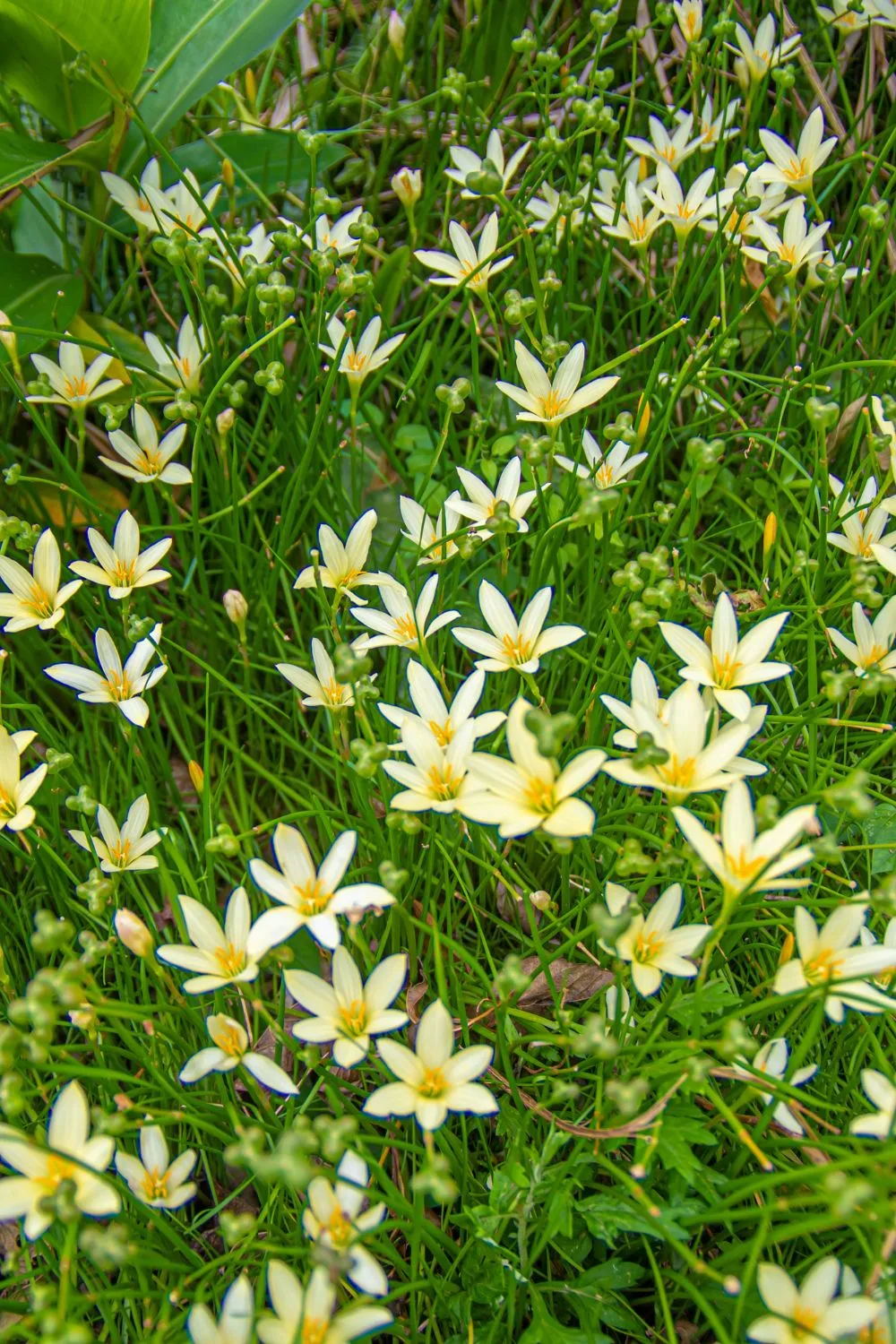 rain-lily