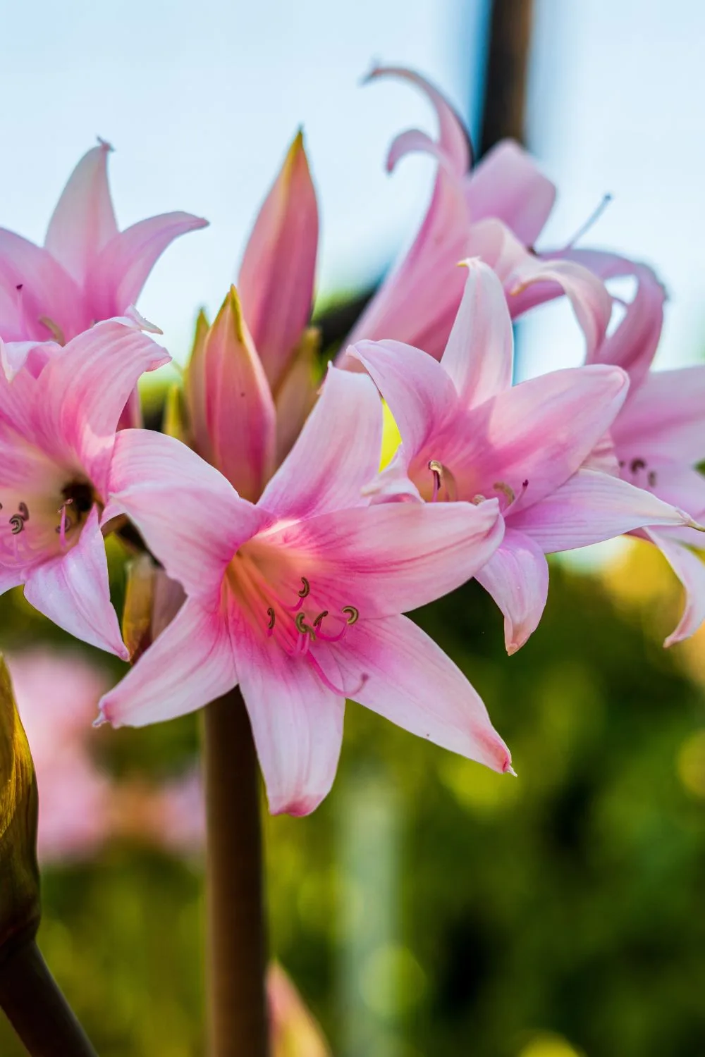 belladonna-lily