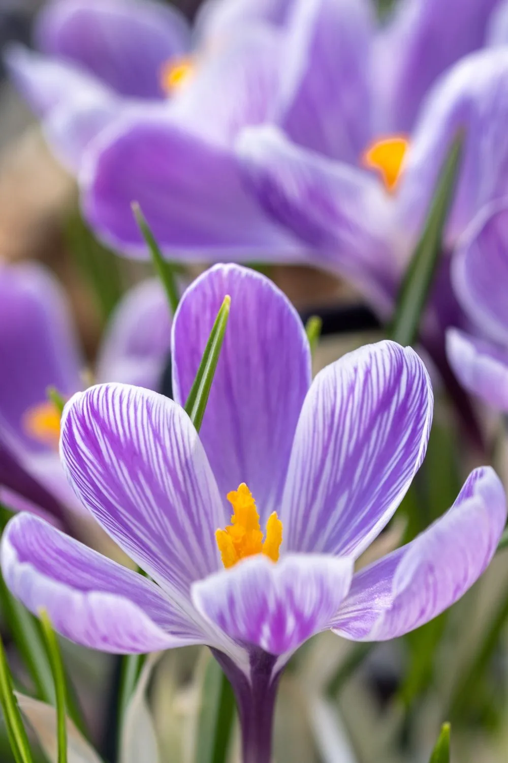 saffron-crocus