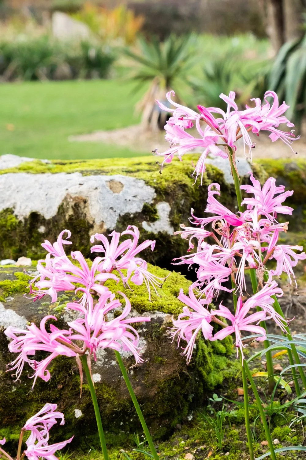 nerine