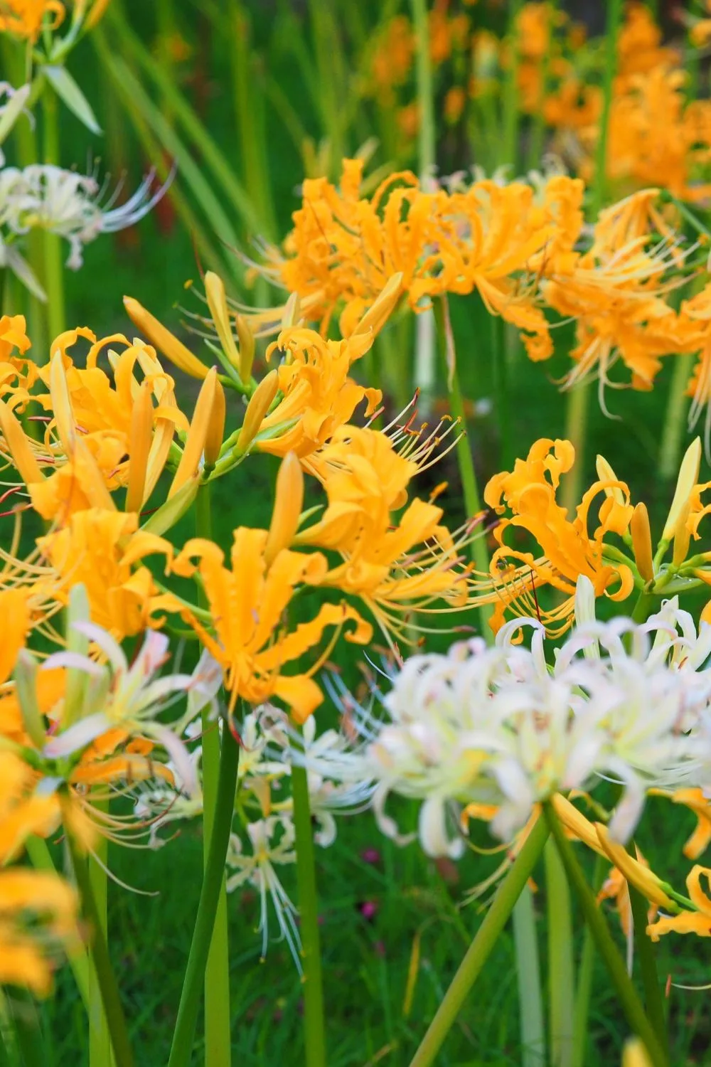 spider-lily