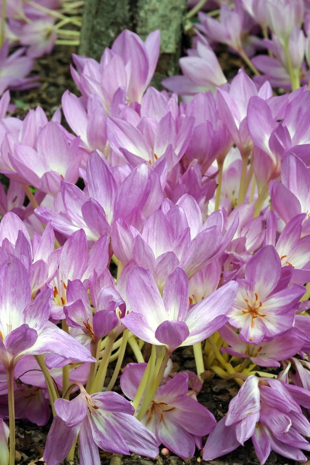 autumn-crocus