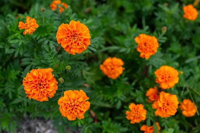marigolds
