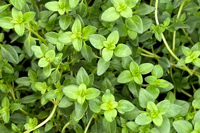 lemon thyme