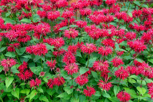 bee balm