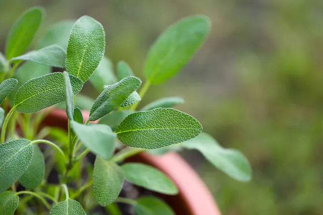 sage