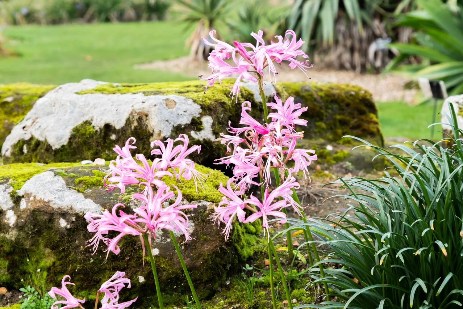 Prepare for seasonal change with autumn flowering plants