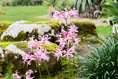 Prepare for seasonal change with autumn flowering plants