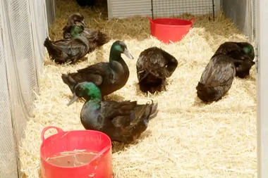 Dr Harry deals with duck dramas