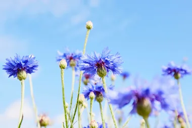 What to plant in March