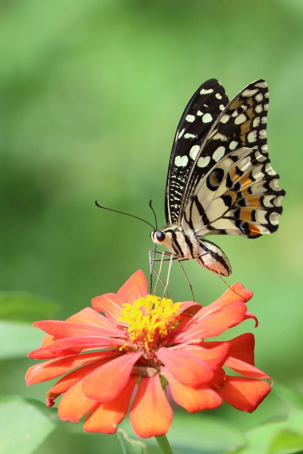 why-plant-a-wildflower-meadow