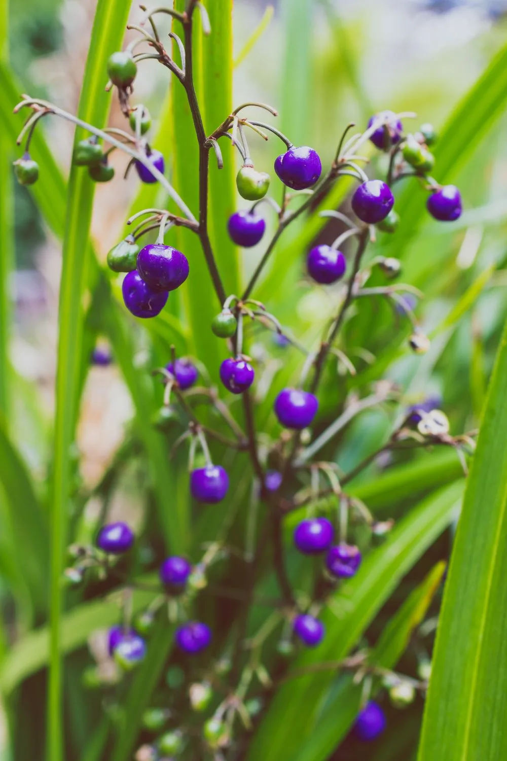dianella-wildflower