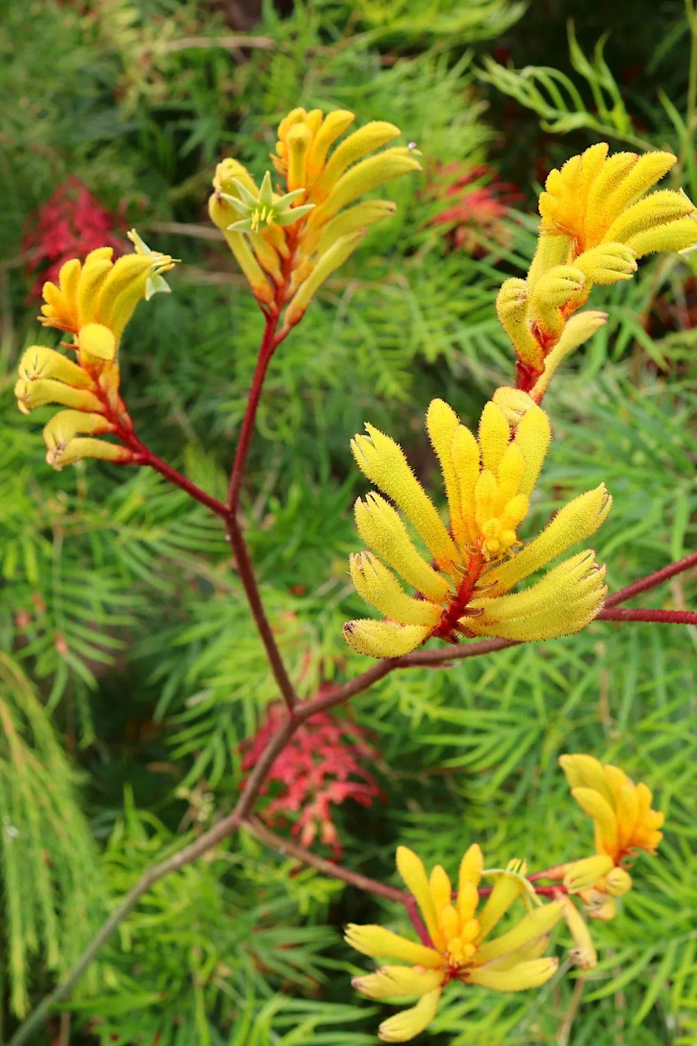 kangaroo-paw-wildflower