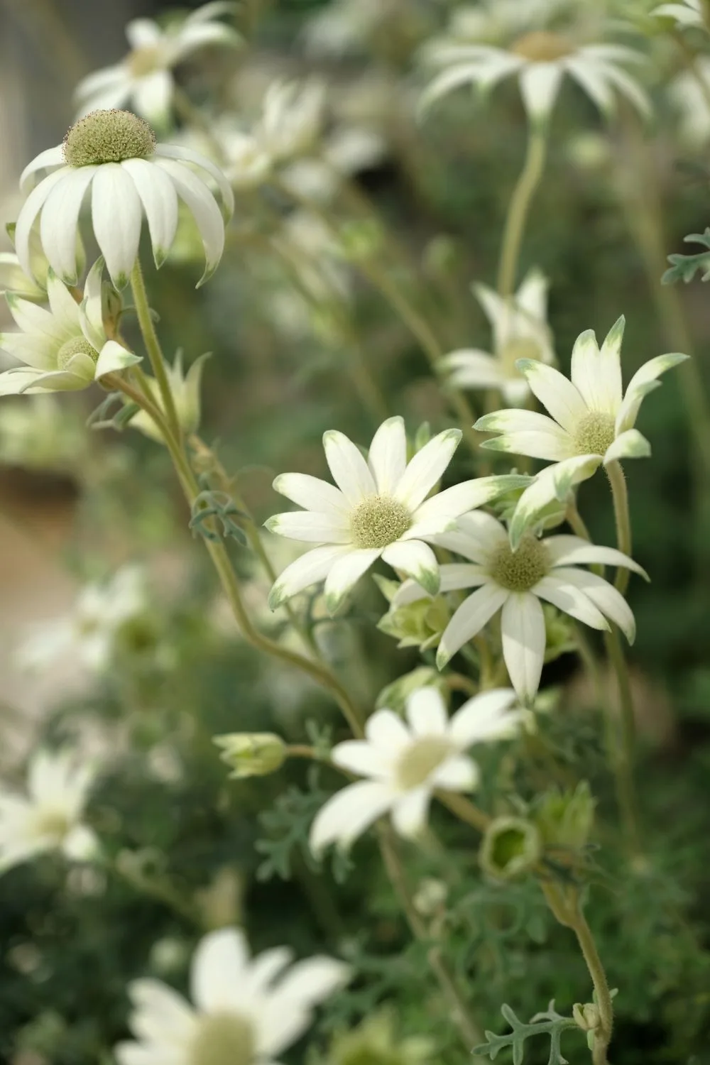 flannel-flower-wildflower