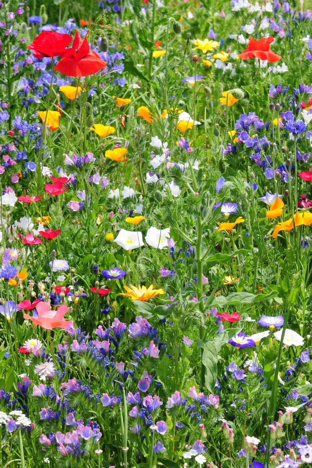 cornflowers-wildflower-garden