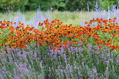 Set yourself free by planting a wildflower garden