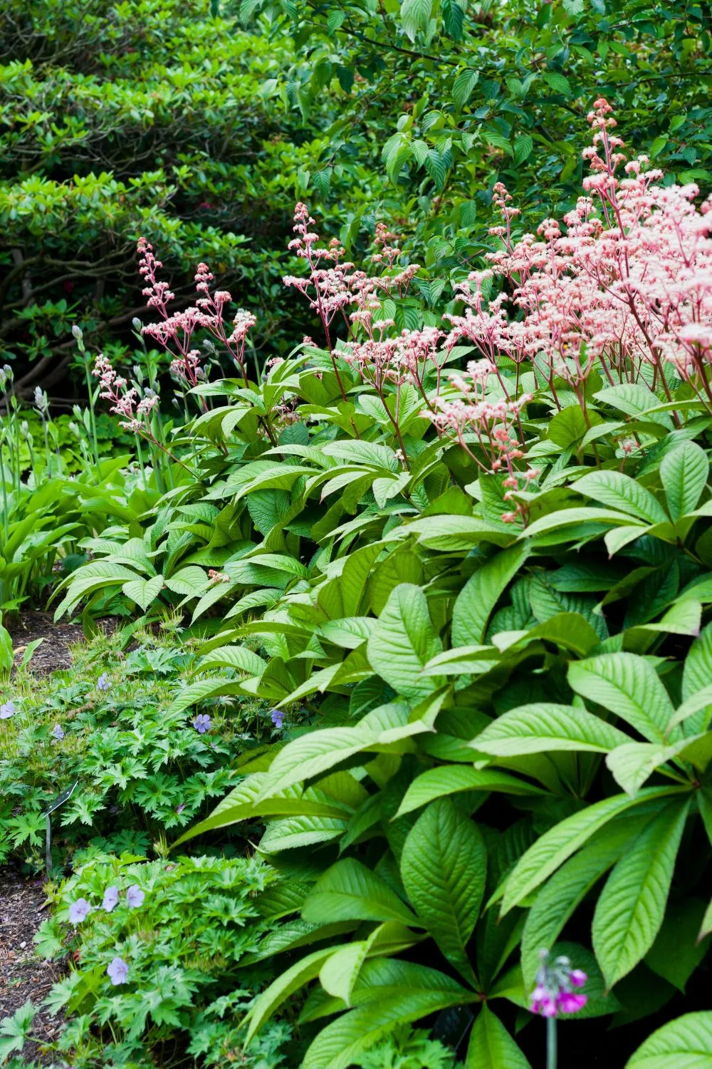 Rodgersia.