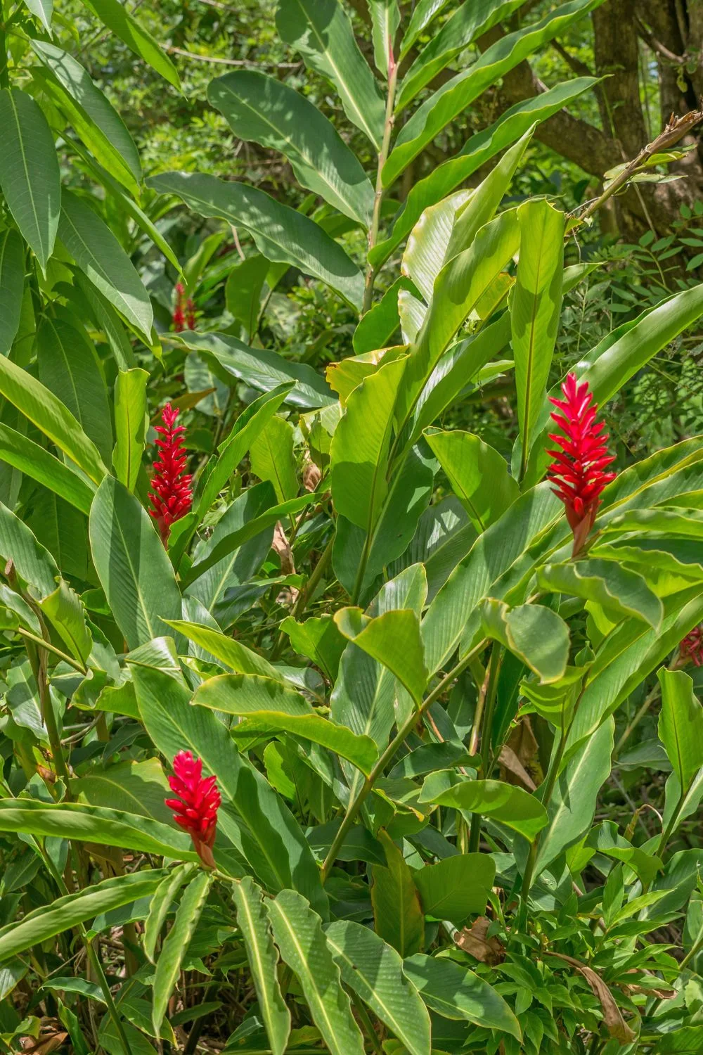 Some ornamental ginger varieties grow high enough to be used as screening plants.