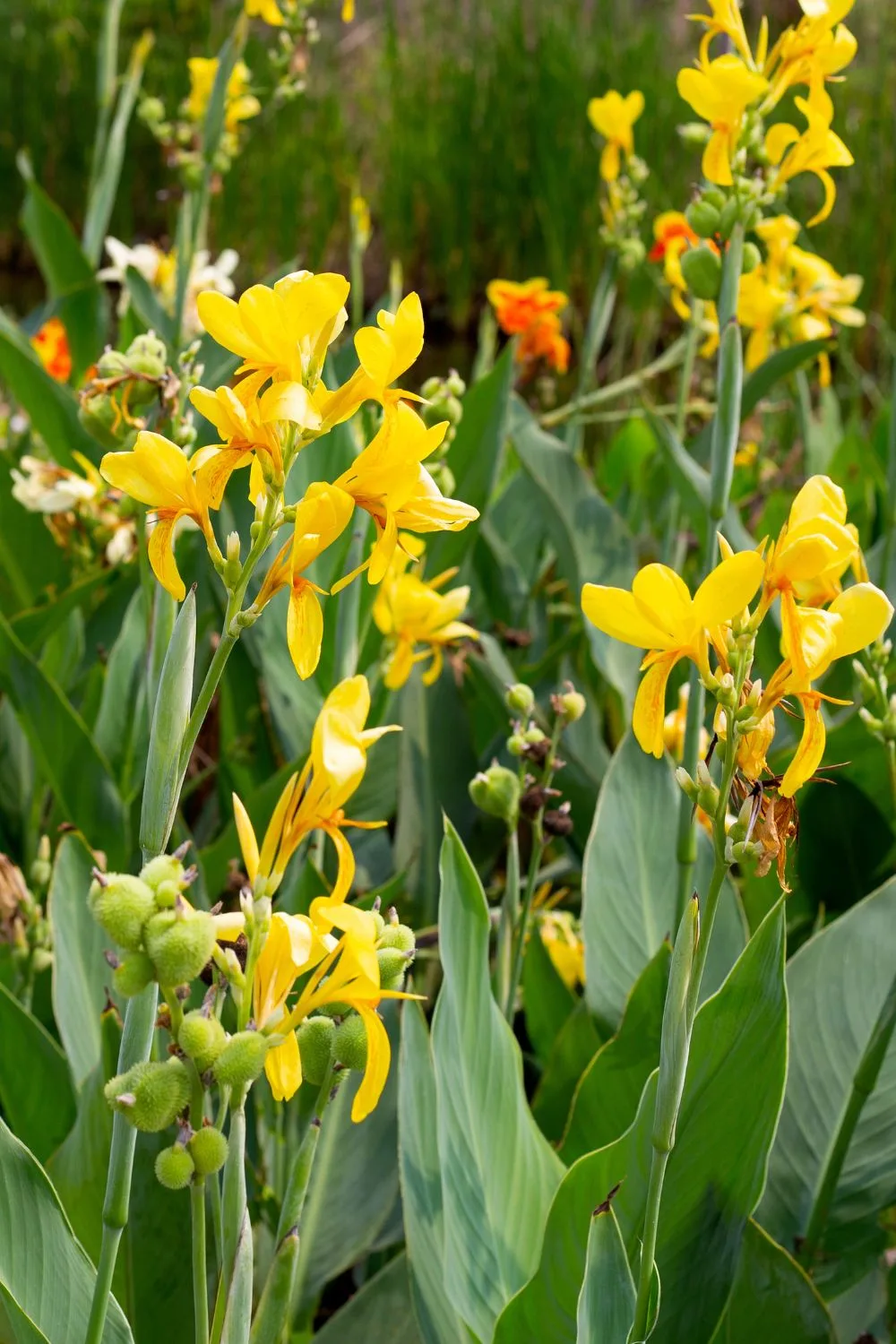 Canna lilies can double as a natural screen.