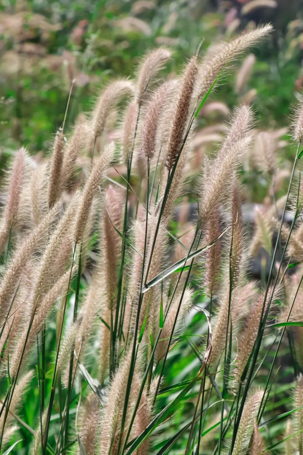 Chinese fountain grass.