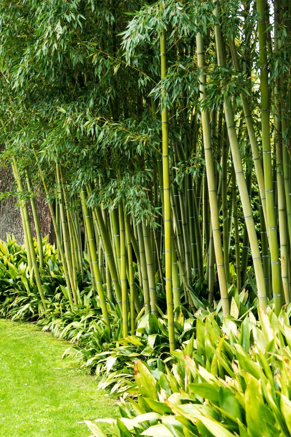 Bamboo is a popular plant for creating a natural screen.