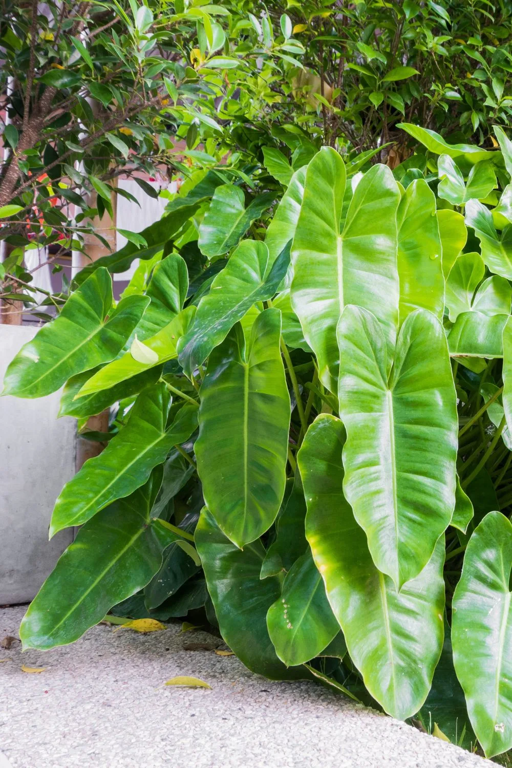 Elephant ears have huge leaves that are great for privacy.