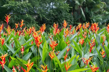 The best screening plants to create a lush backyard oasis