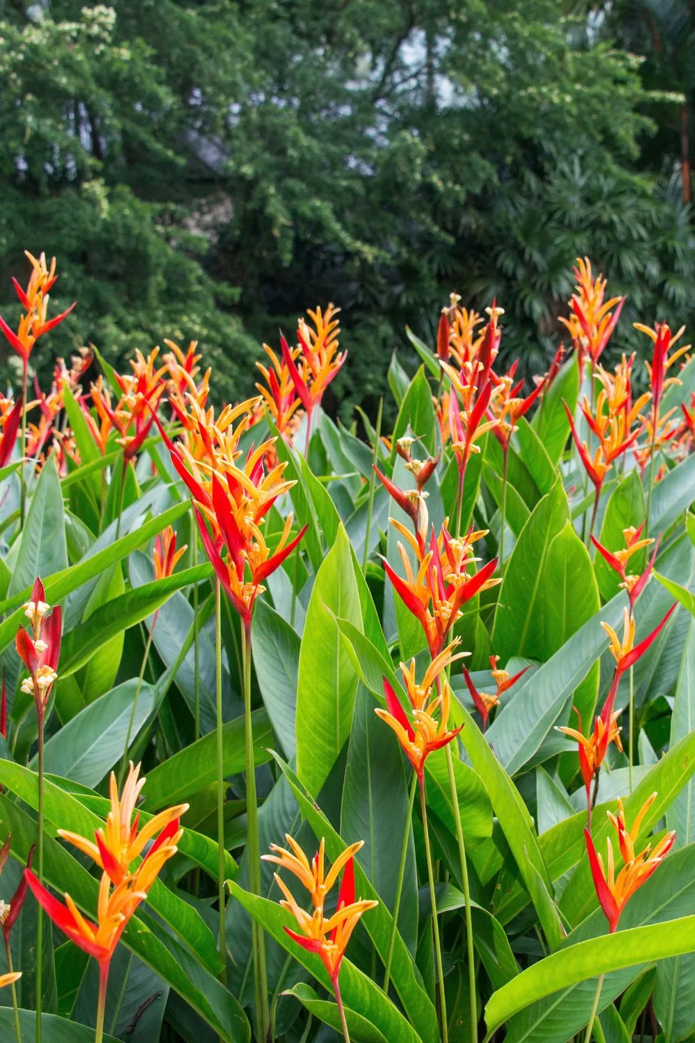 Heliconias look great and are ideal screening plants.
