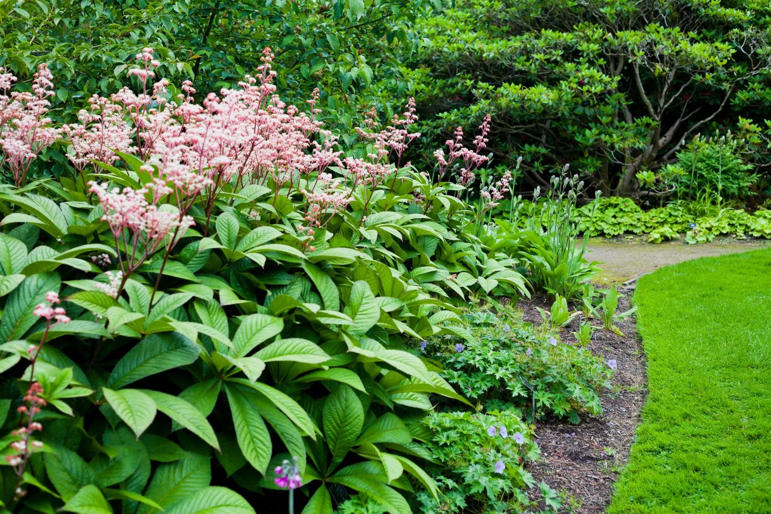 Screening plants still let light through and won't completely close off your garden the way a hedge might.