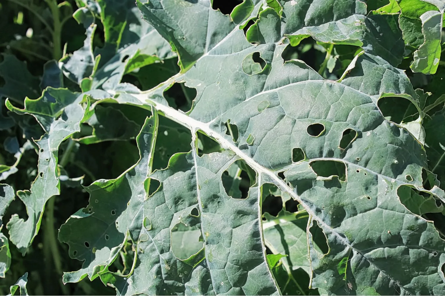 cabbage-moth-damage