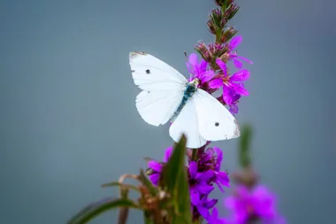 How to control cabbage moth so they don’t eat your winter vegies
