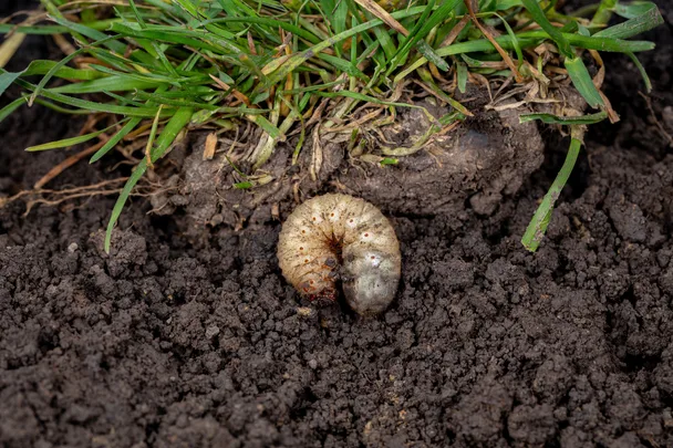 How to stop annoying lawn grubs from destroying your grass