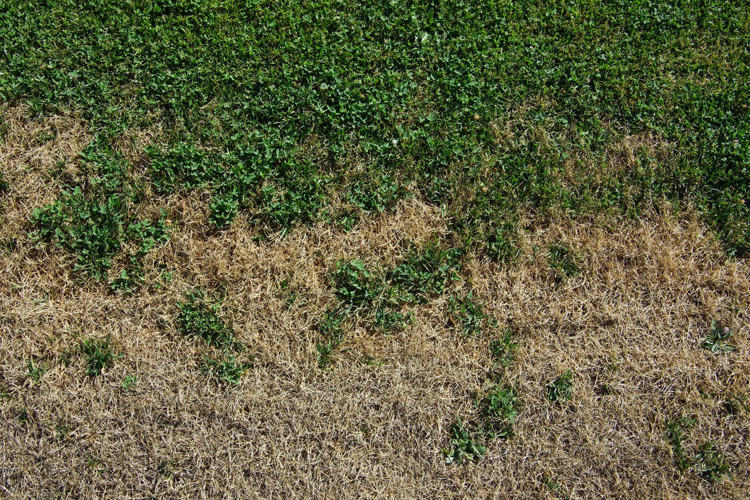 dying lawn from lawn grub