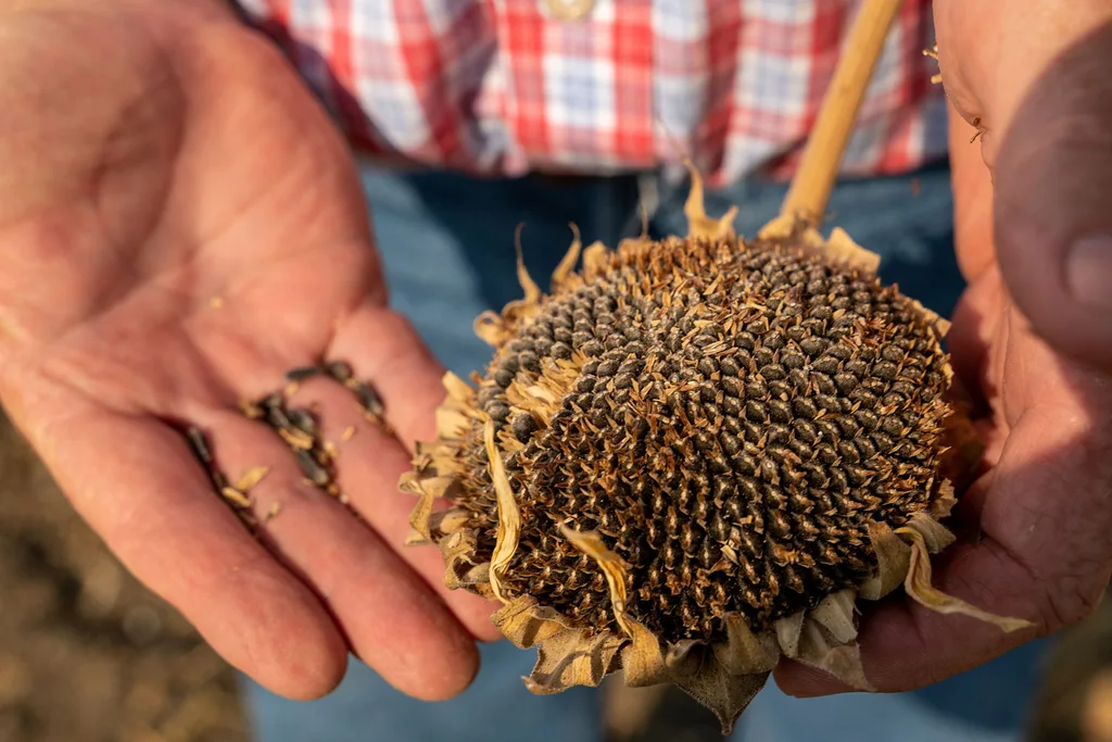 someone harvesting sunflowering seeds into the hand