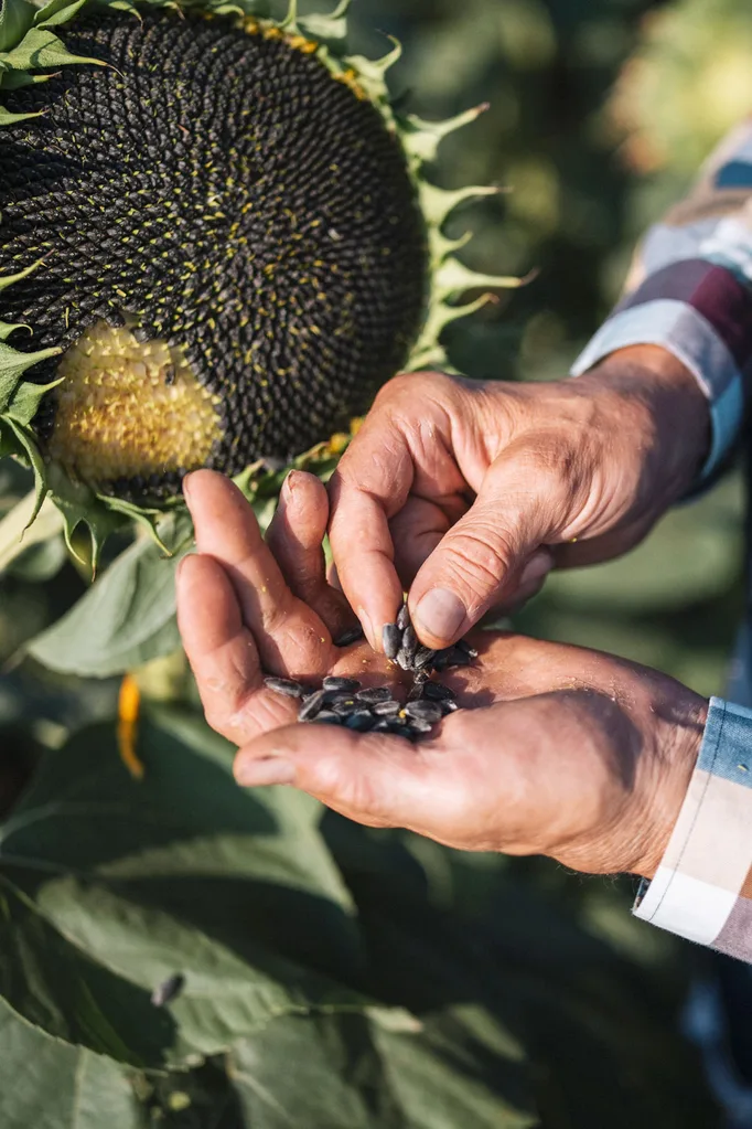 how to harvest sunflower seeds