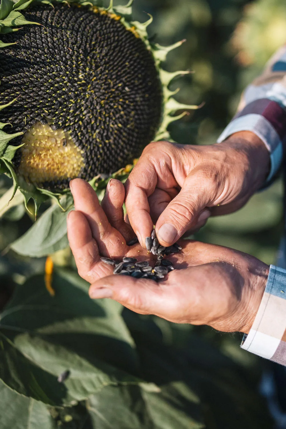 how-to-harvest-sunflower-seeds-step-by-step-instructions-better