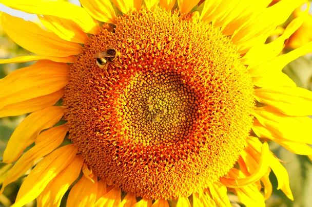 sunflowers