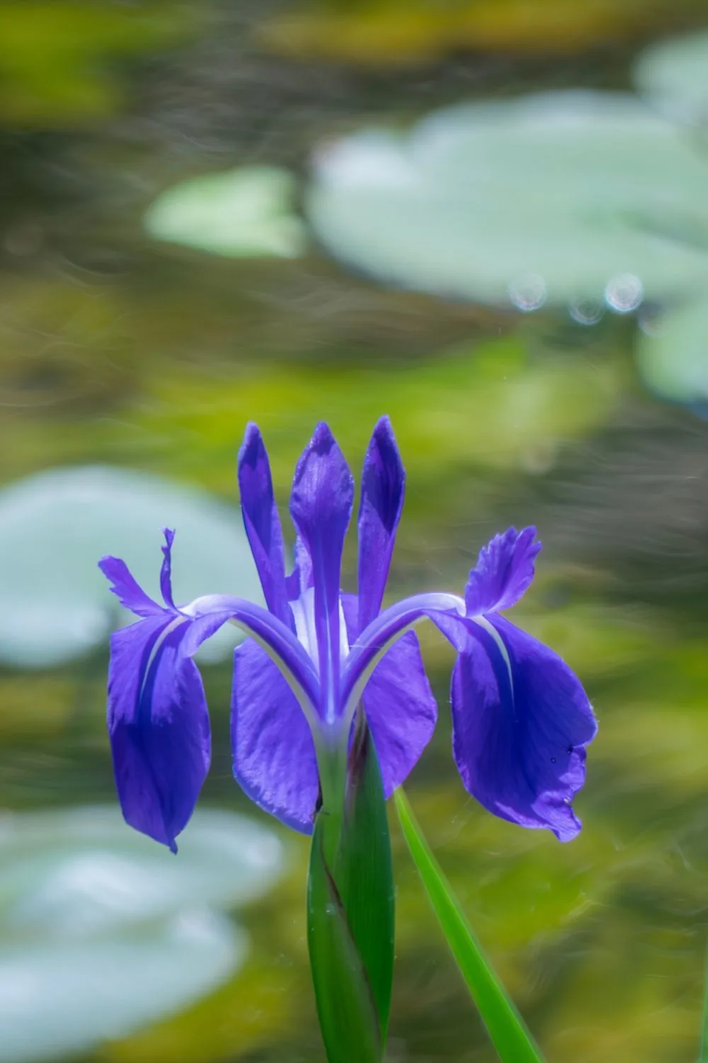 best-water-plants
