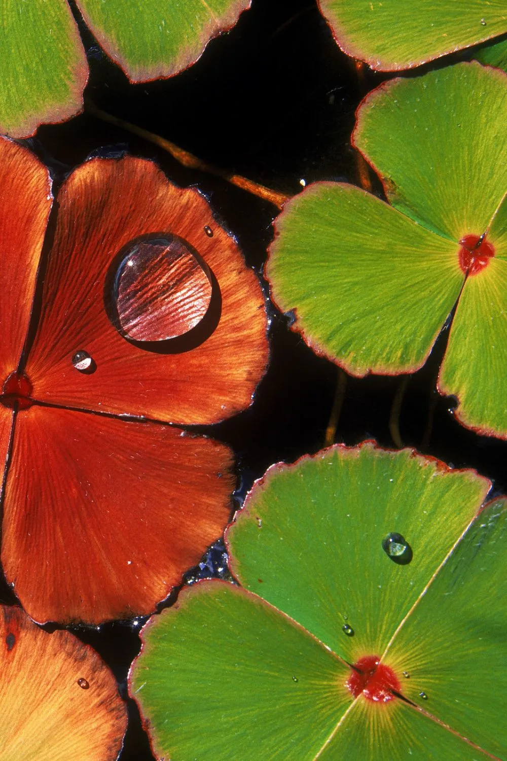 best-aquatic-plants