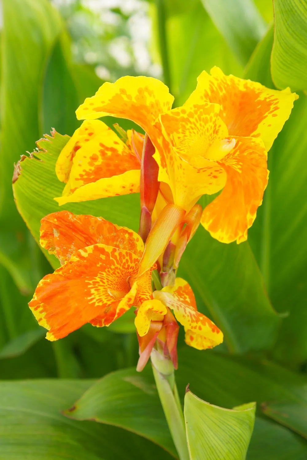 aquatic-plants