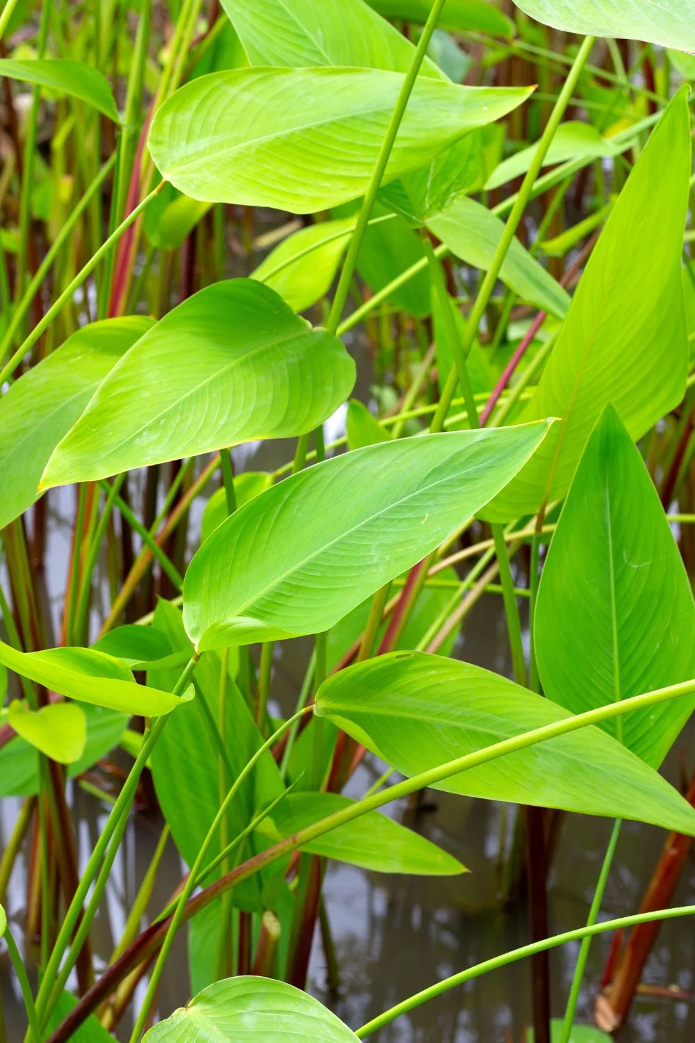 pond-planting