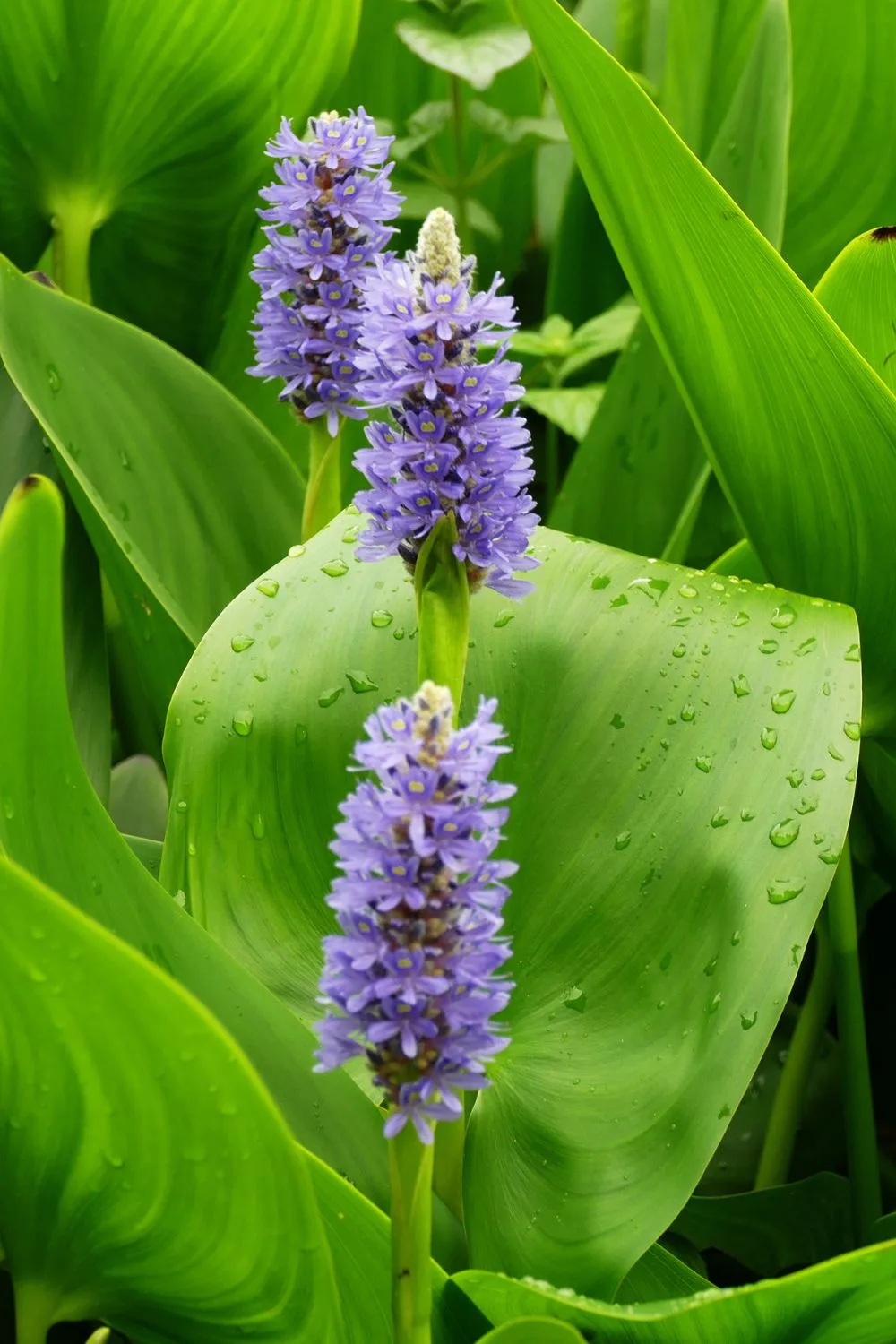 plants-for-pond