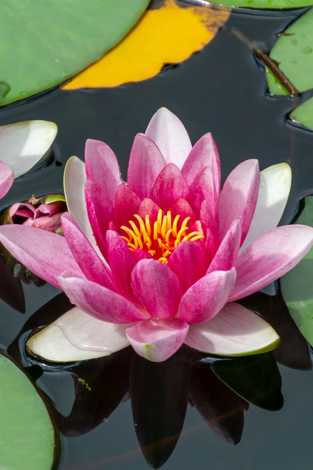 pond-plants