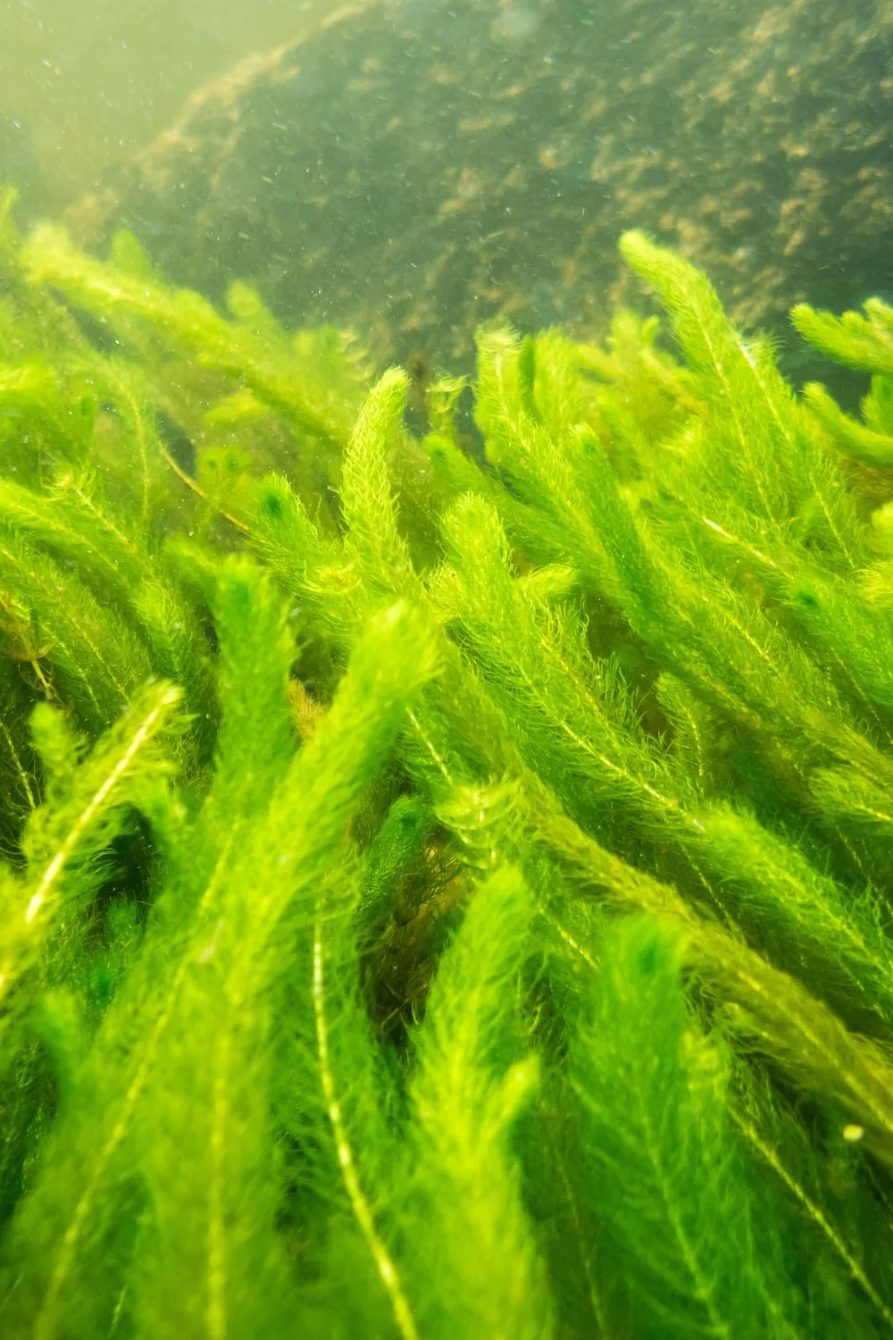 plants-in-water
