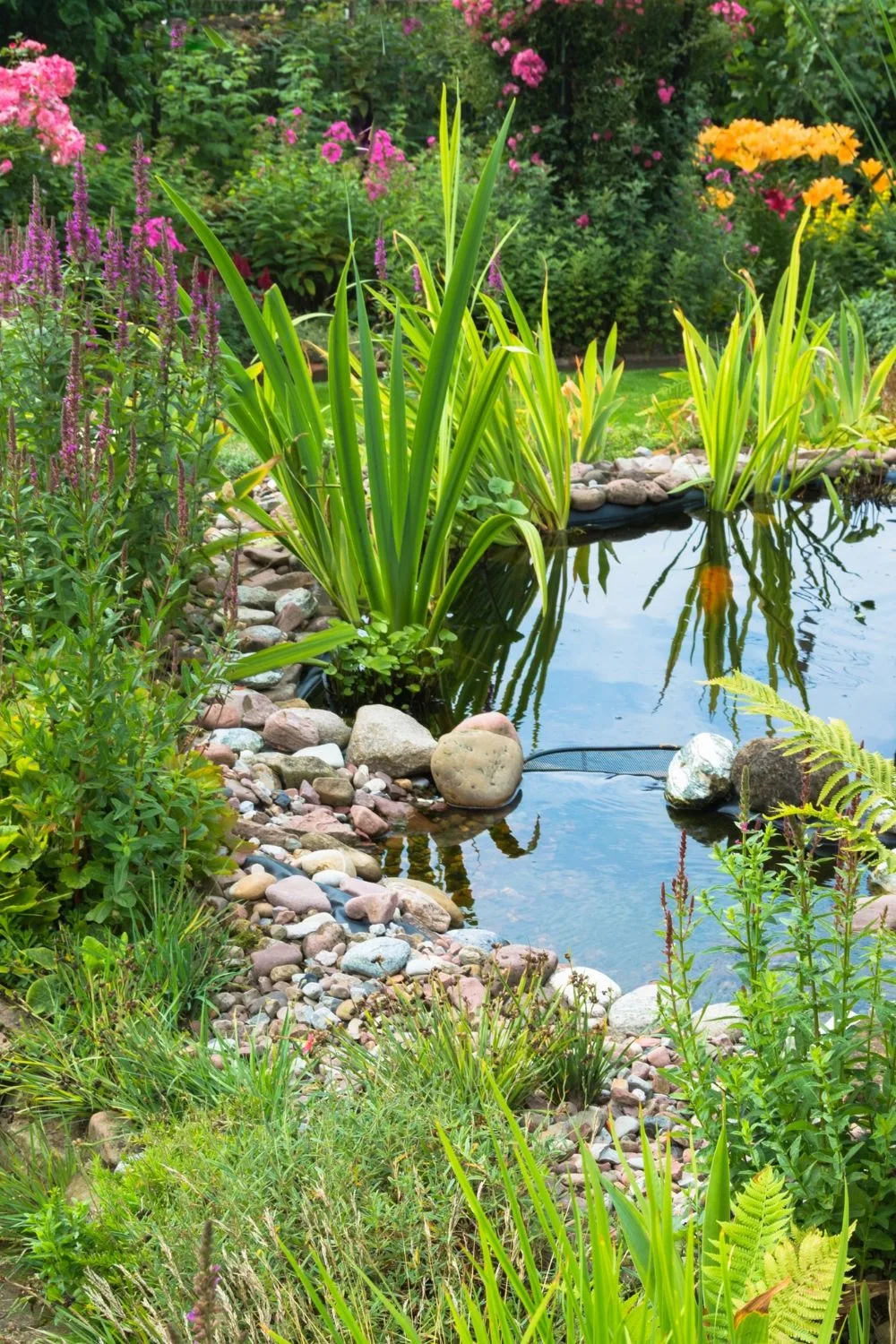 water-plants