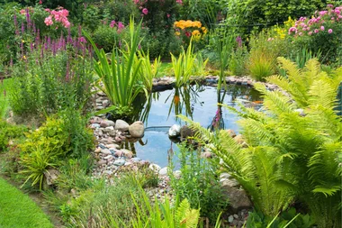 water-plants